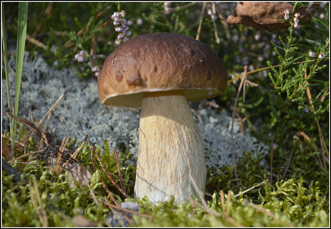 ...лесовичок... - Aleksandr Gal