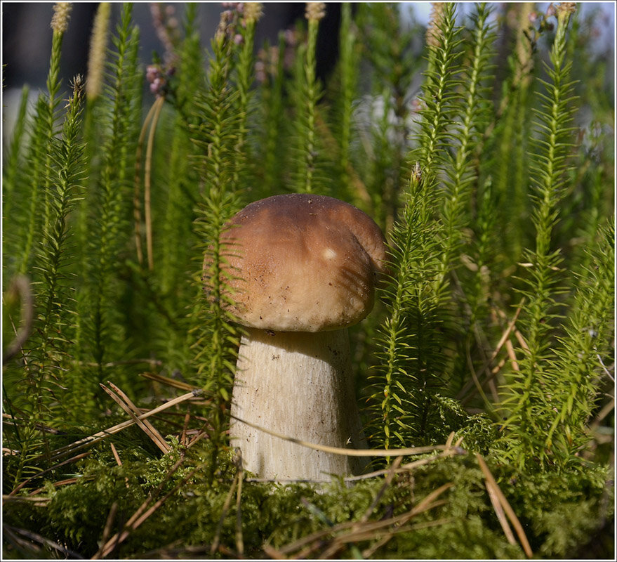 *** - Aleksandr Gal *** - Aleksandr Gal