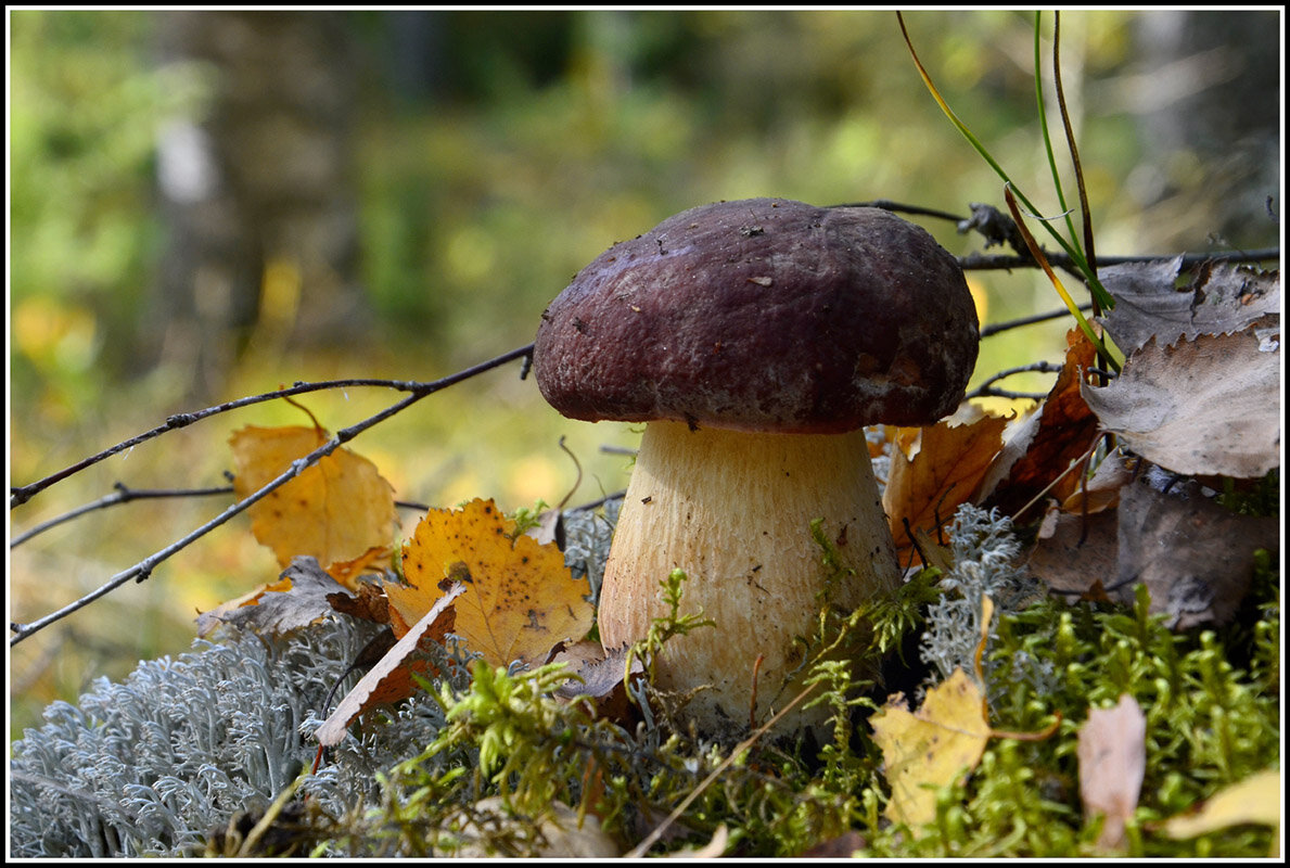 Царь.. - Aleksandr Gal