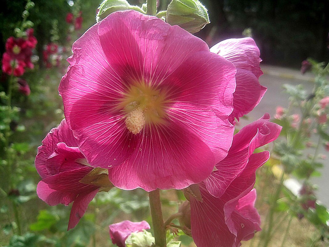 Мальва - Елена Семигина