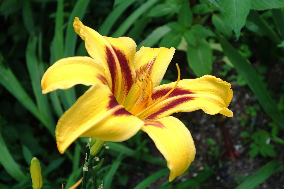 Лилейник - Рита Симонова Лилейник - Рита Симонова