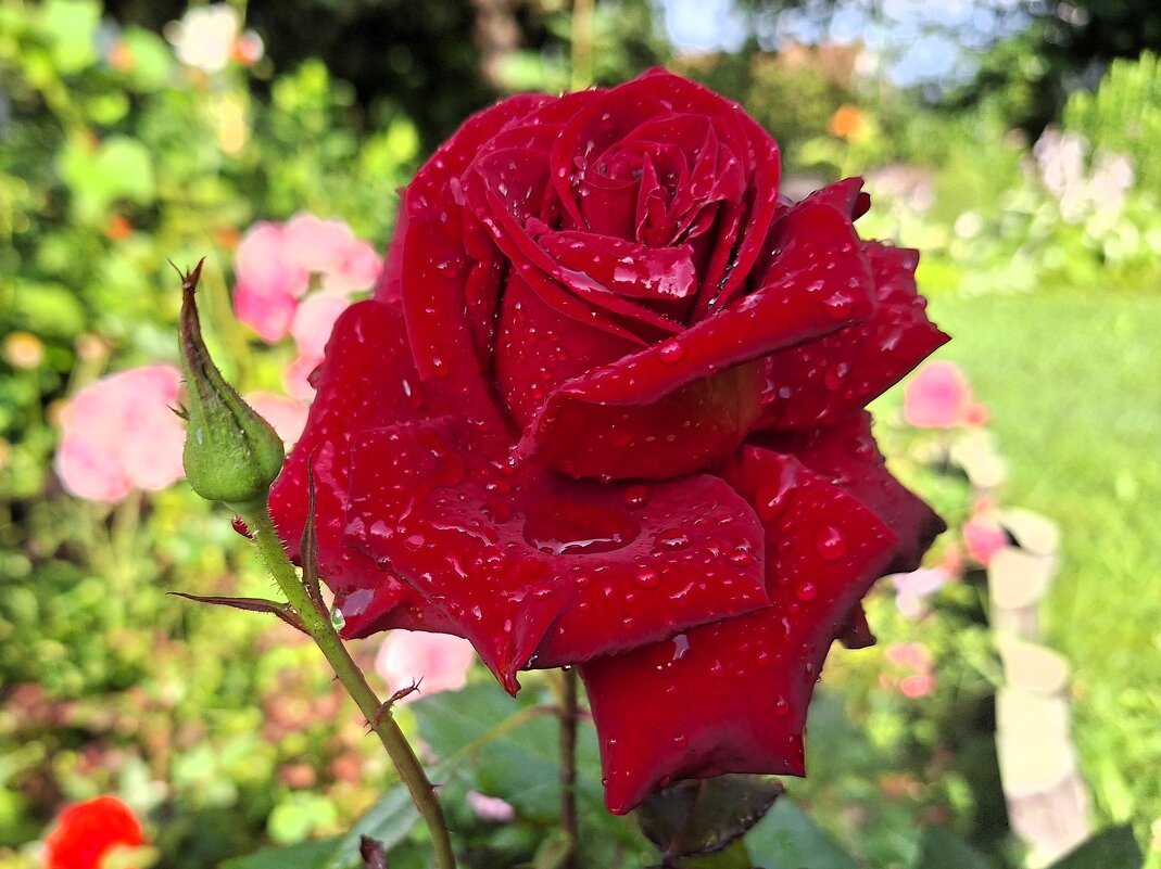 Пережившая грозу - Наталья 