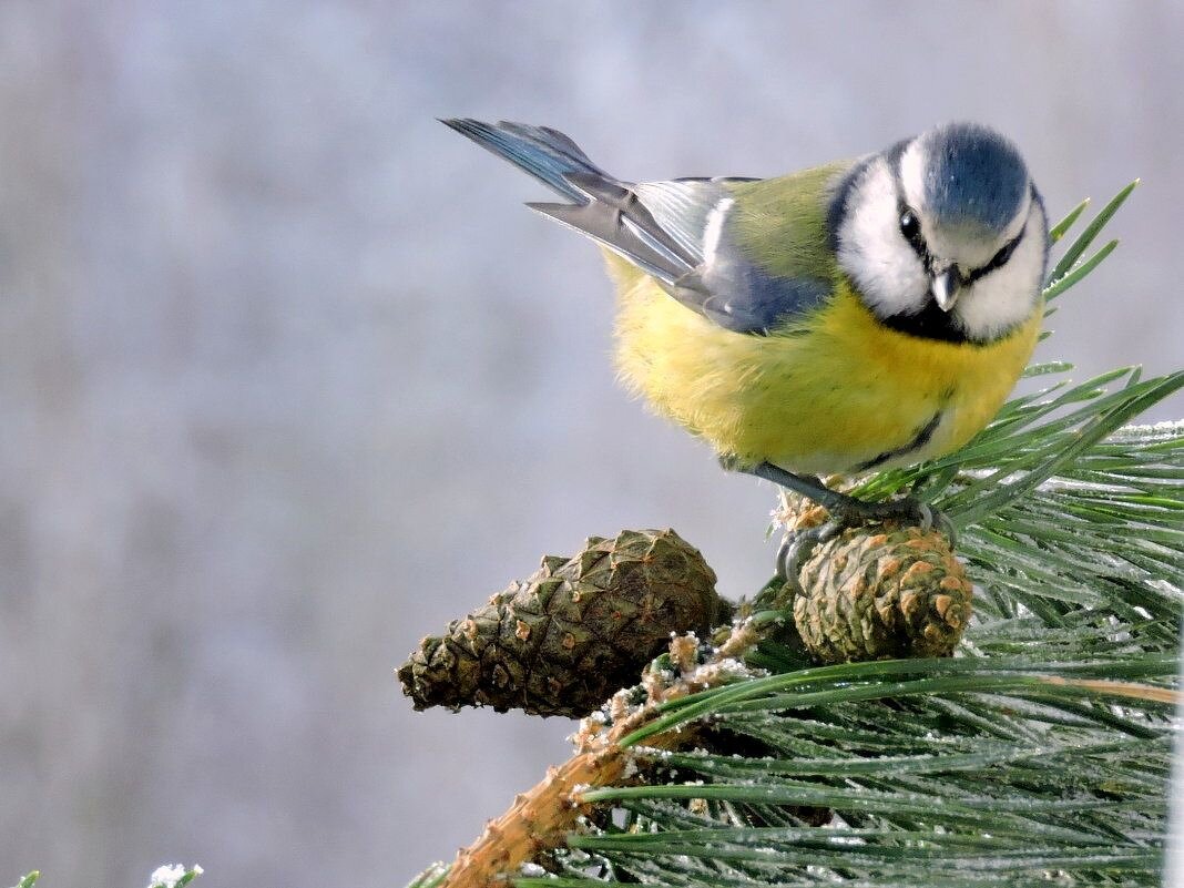 С Добрым Утром ! Вот и я ... - Валерий Кокорев