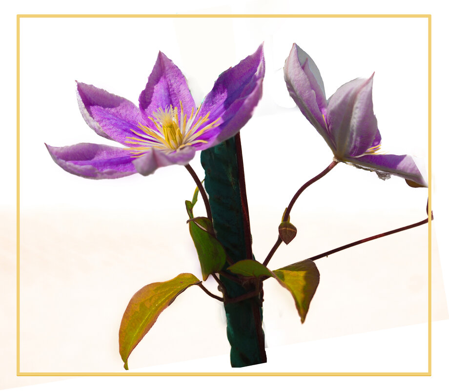 Пора цветения клематиса - Евгений 