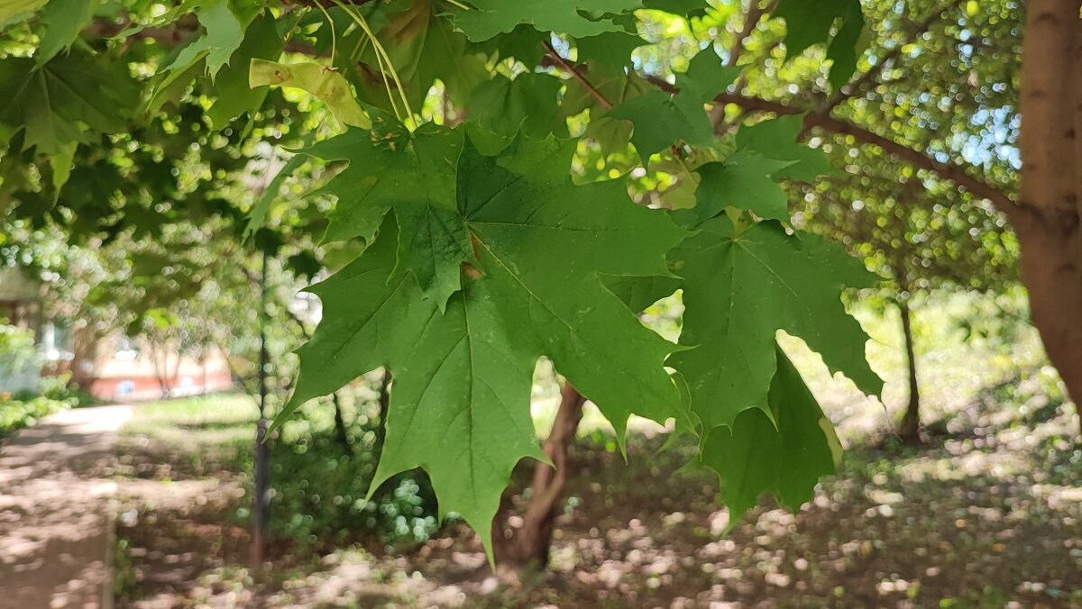 ,,, - Сергей Тимоновский