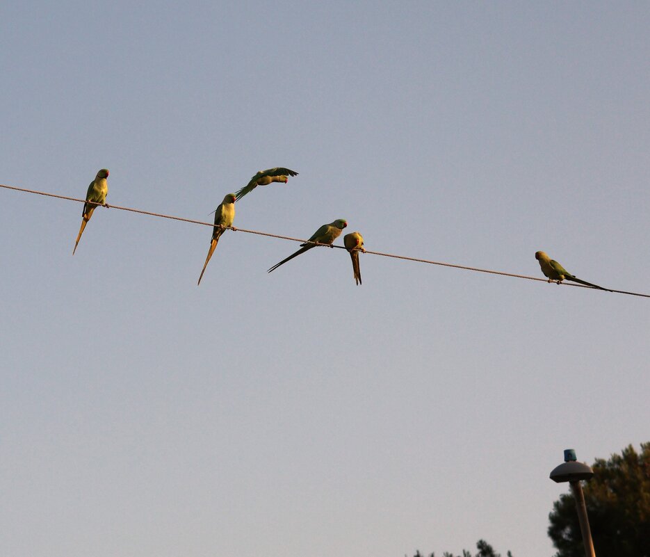 Сходка - Аркадий Басович Сходка - Аркадий Басович