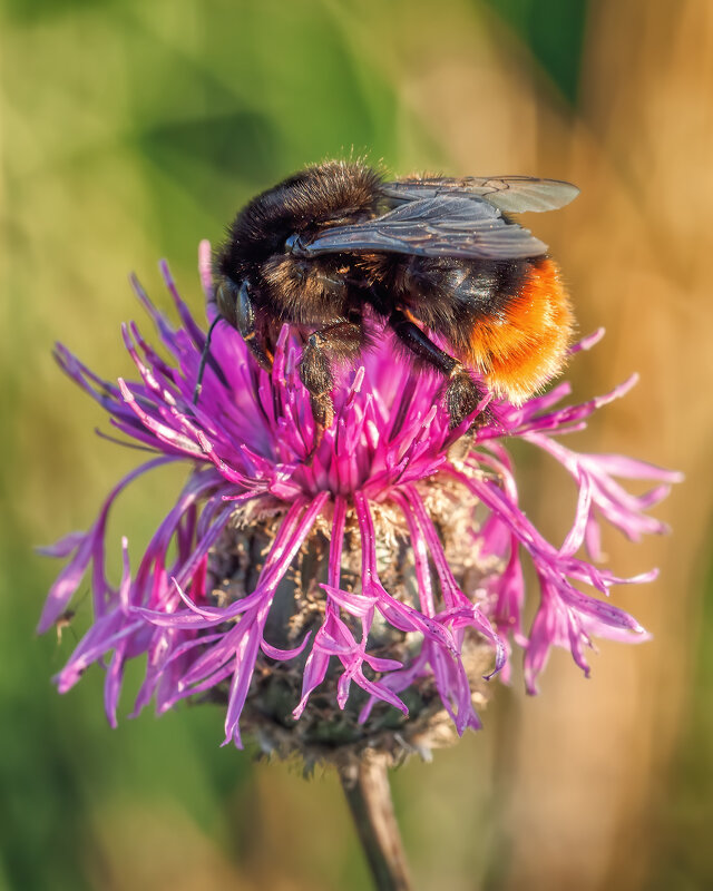 Шмель. Макро - Владимир Колесников