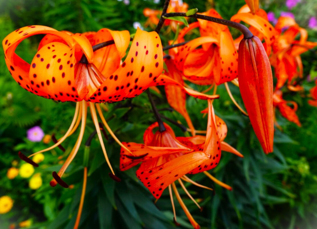 Лилия кудрявая-Саранка - Aida10 