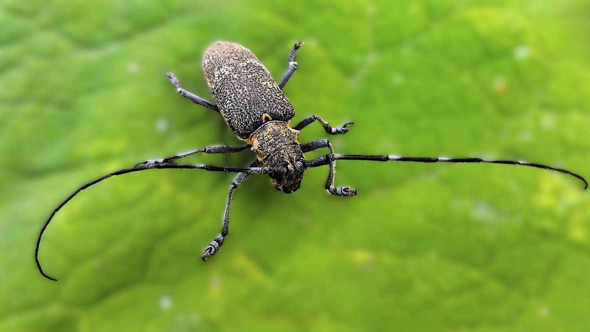 А ну-ка, прочь с дороги, слоны и носороги! - Hope 