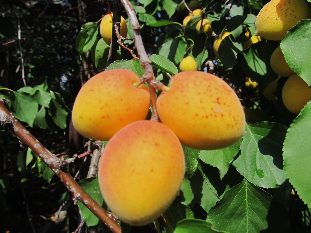 один чудесный день - Елена Шаламова