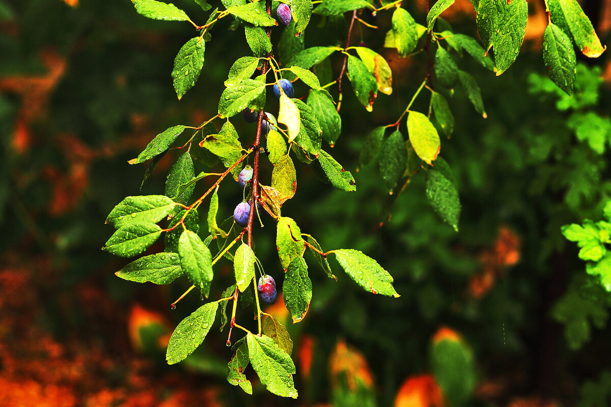 Сливы - Юрий Гайворонскiий