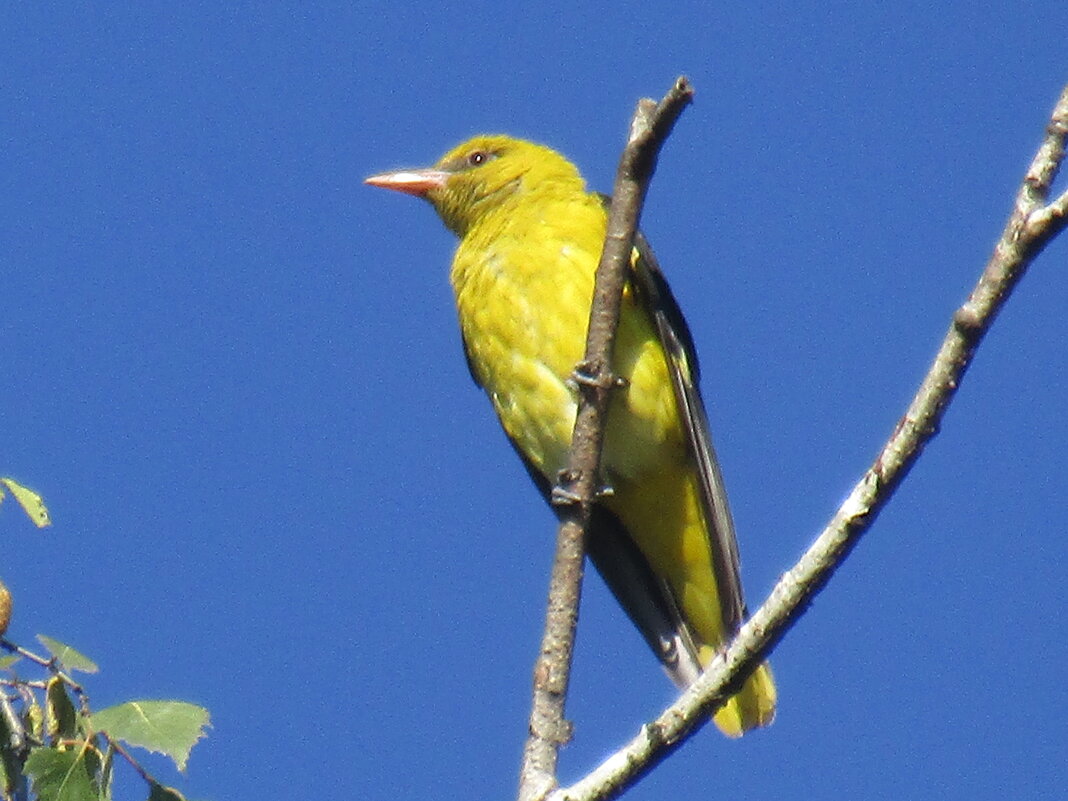 Иволга - Galaelina ***