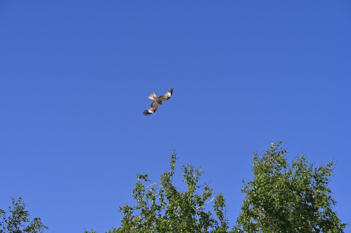 Коршун - Ольга 