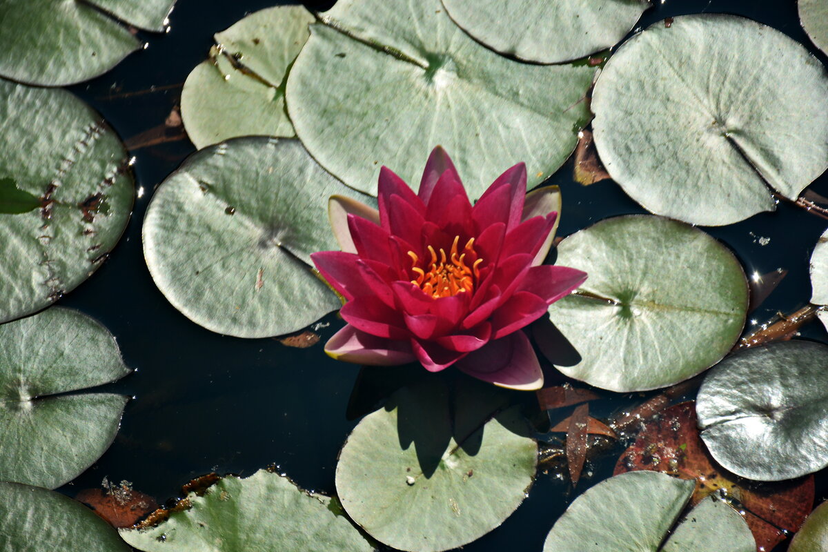 Картинки лета - Леонид Иванчук