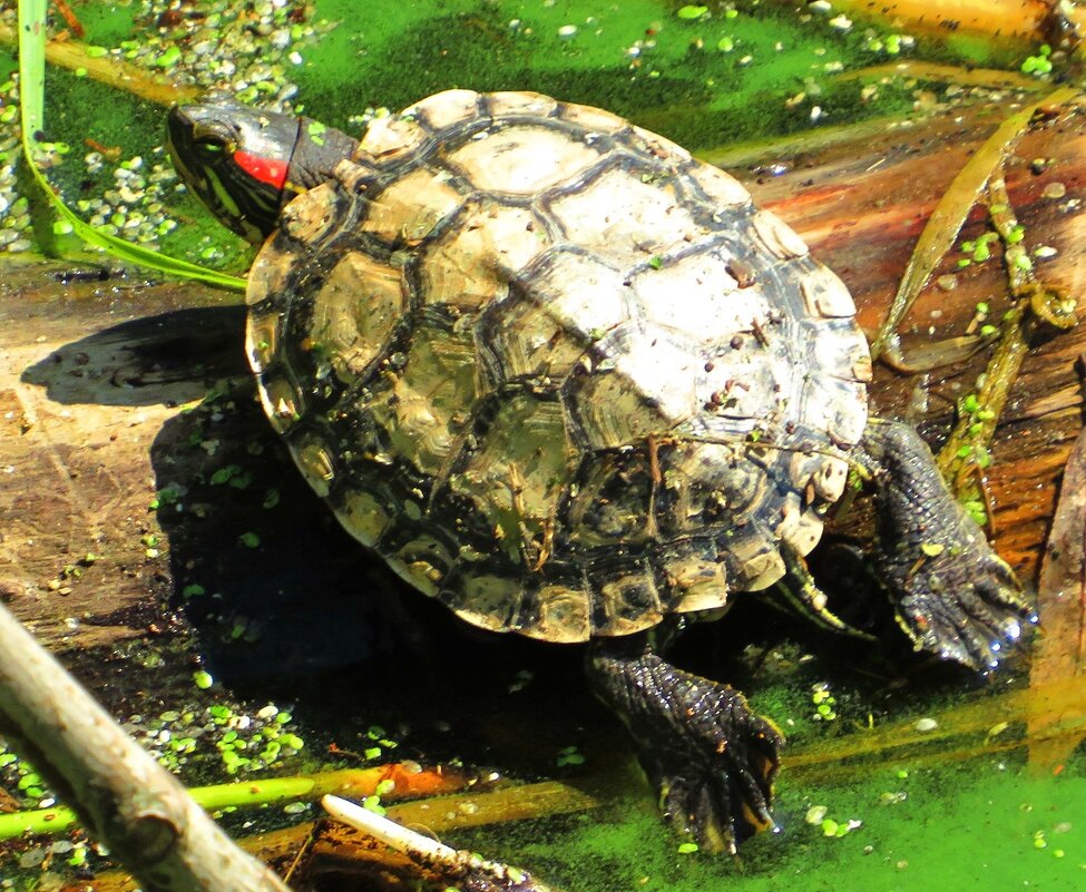 Выбралась погреться - Андрей Снегерёв