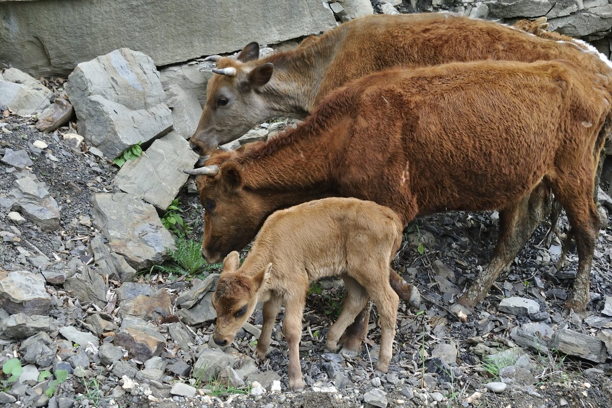 Папа, мама и я - дружная семья - Марина Виноградова Папа, мама и я - дружная семья - Марина Виноградова