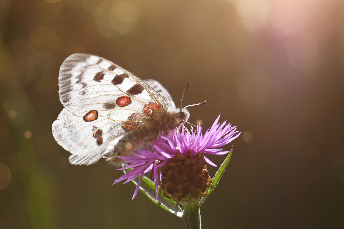 Аполлон - Лилия .