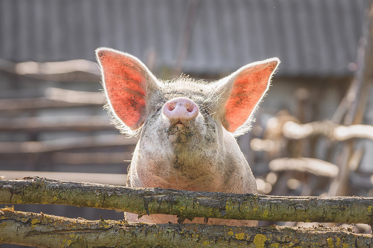 Хрюша - Alex Bush