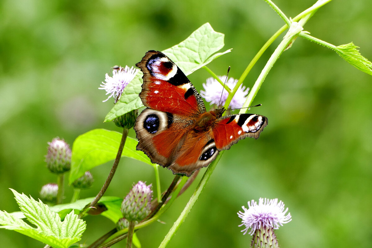 из вчерашней съемки 4 - Александр Прокудин из вчерашней съемки 4 - Александр Прокудин