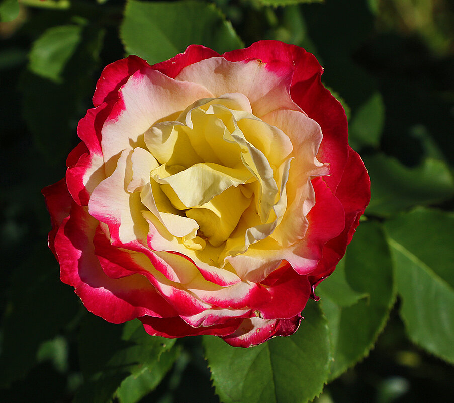 Роза чайно-гибридная дабл делайт - Светлана 