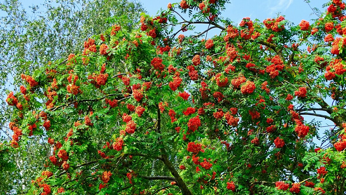 Урожай рябины. - Милешкин Владимир Алексеевич 