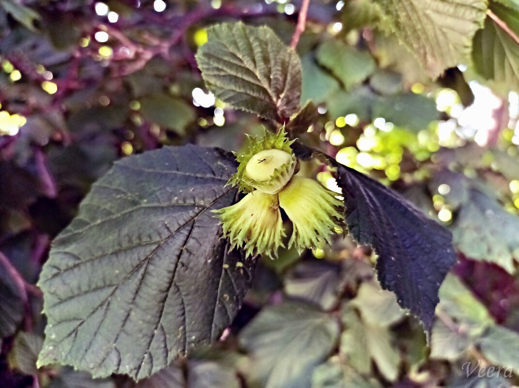 Созревают орешки - Veera V