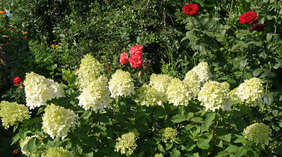 Цветет гортензия. - сергей ермошкин