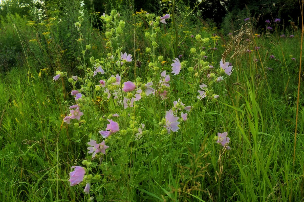 А лето цвета счастья, почти не уловимое - Татьяна Помогалова