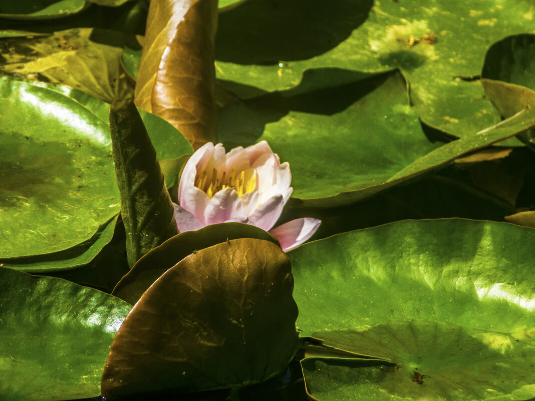 Лилия в ботаничском  саду Н В Багров - Валентин Семчишин