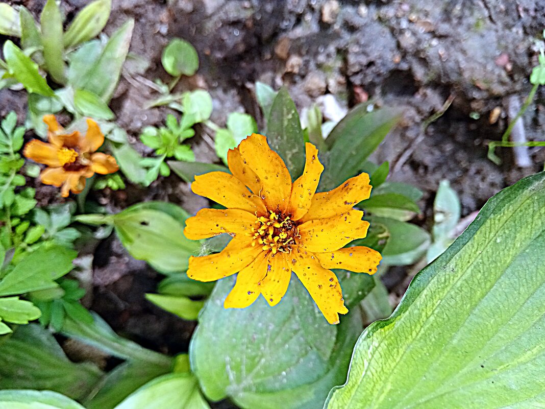 Цветы, - Владимир Драгунский