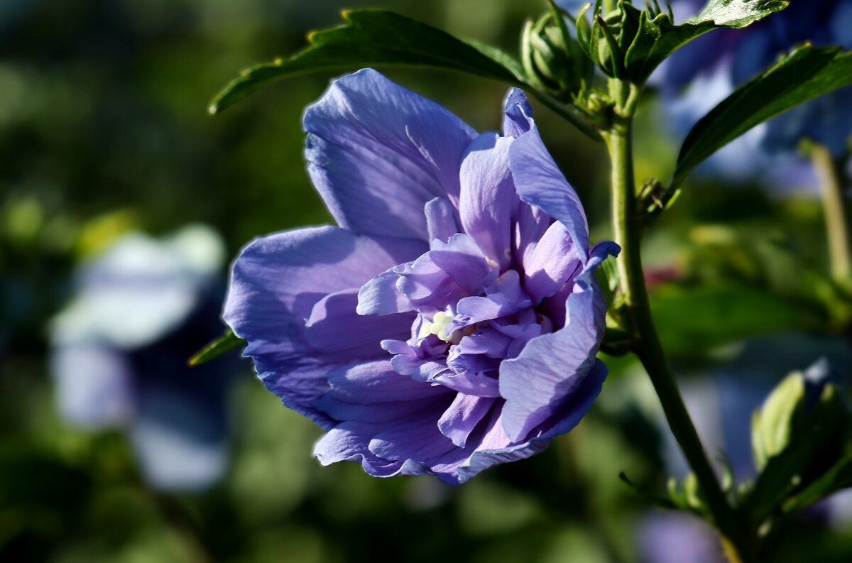 Цветы июля - Юрий. Шмаков Цветы июля - Юрий. Шмаков