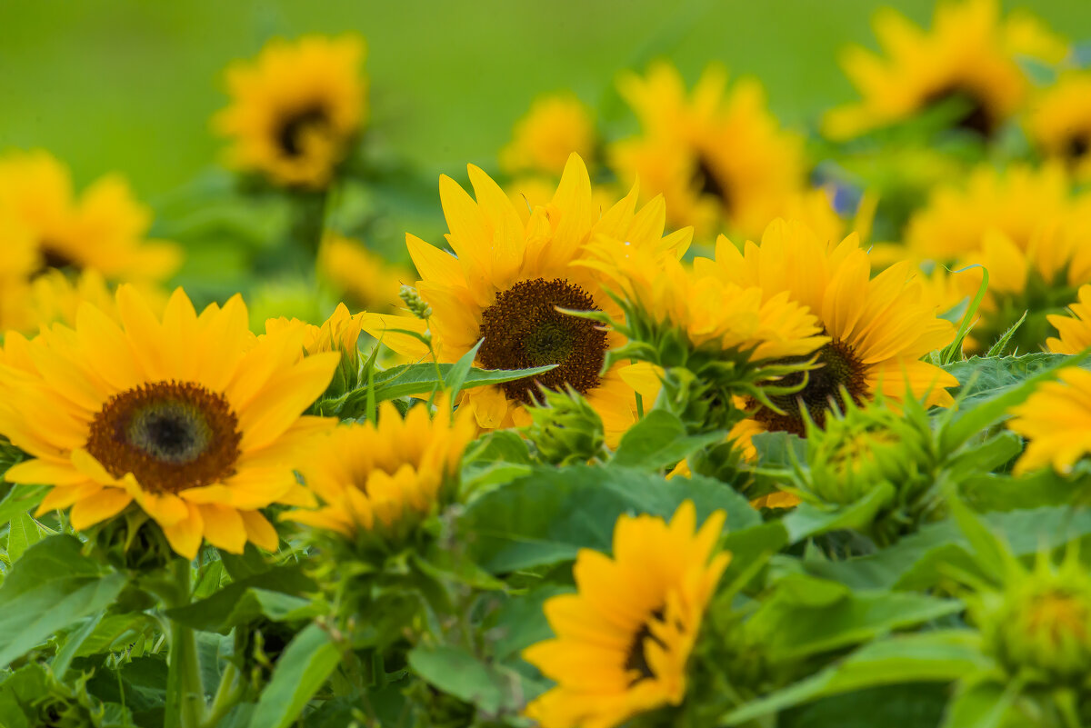 Солнечное настроение. - Sergey (Apg)