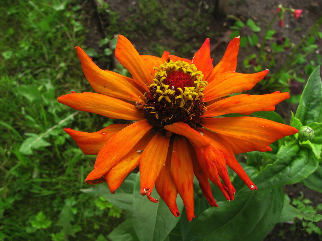 Растрёпка - Людмила Смородинская