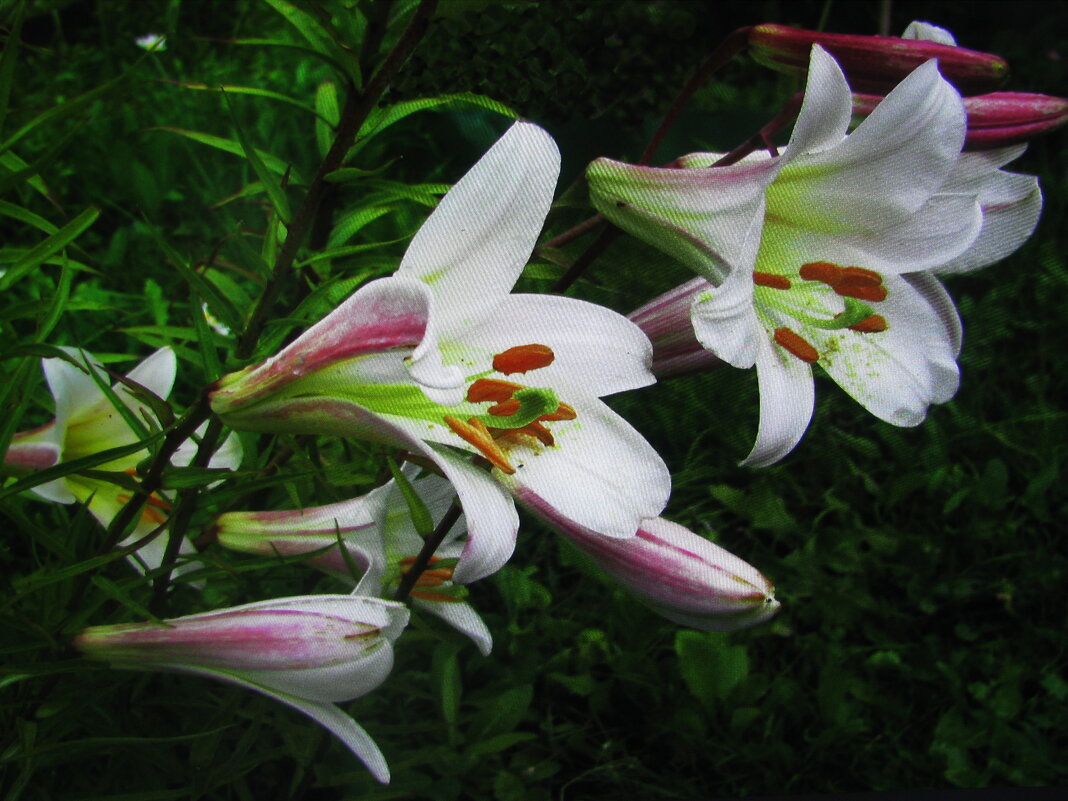 Трубодурки - Людмила Смородинская Трубодурки - Людмила Смородинская