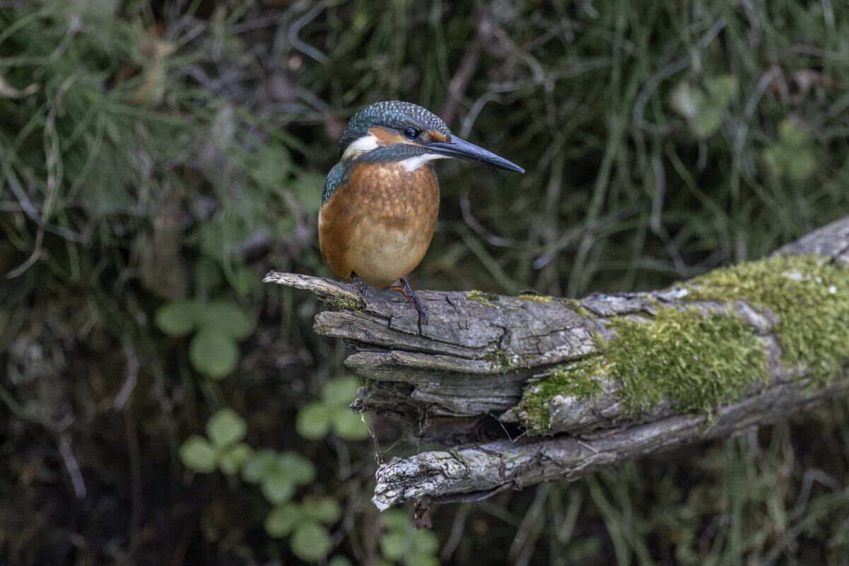 зимородок - юрий макаров