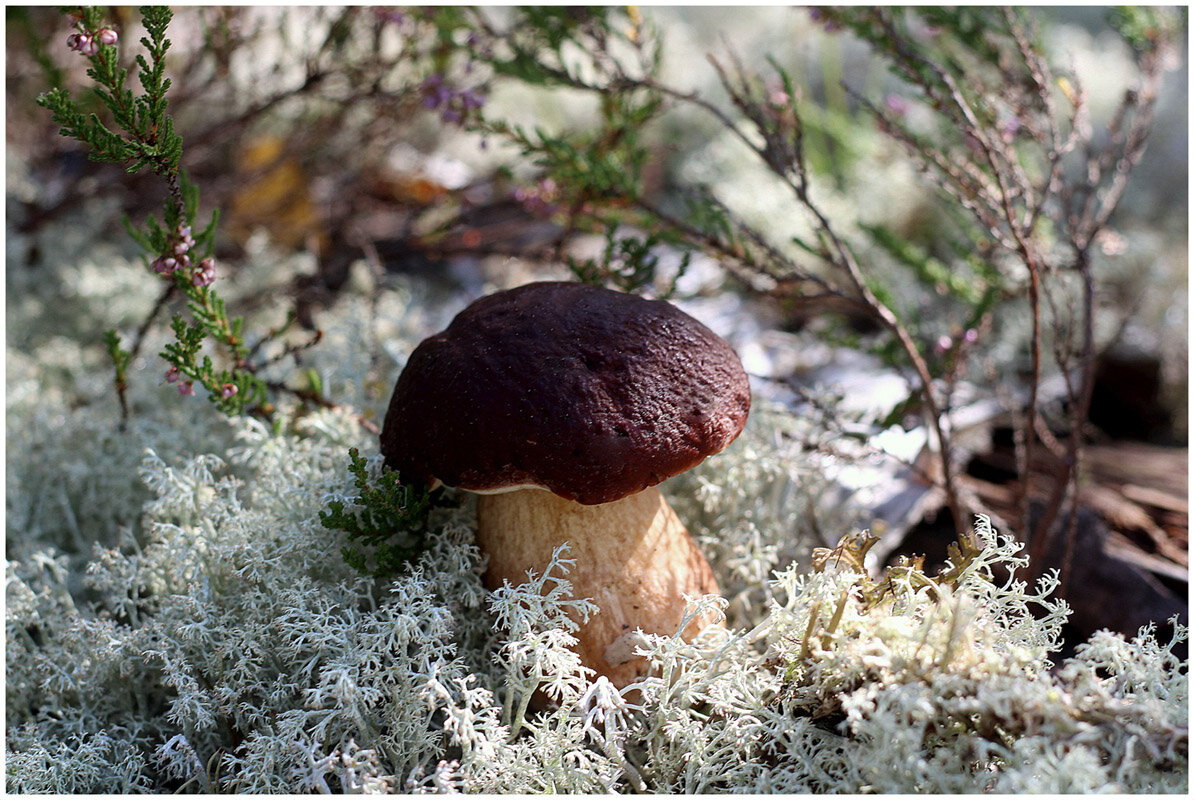 Осенний боровик - Aleksandr Gal