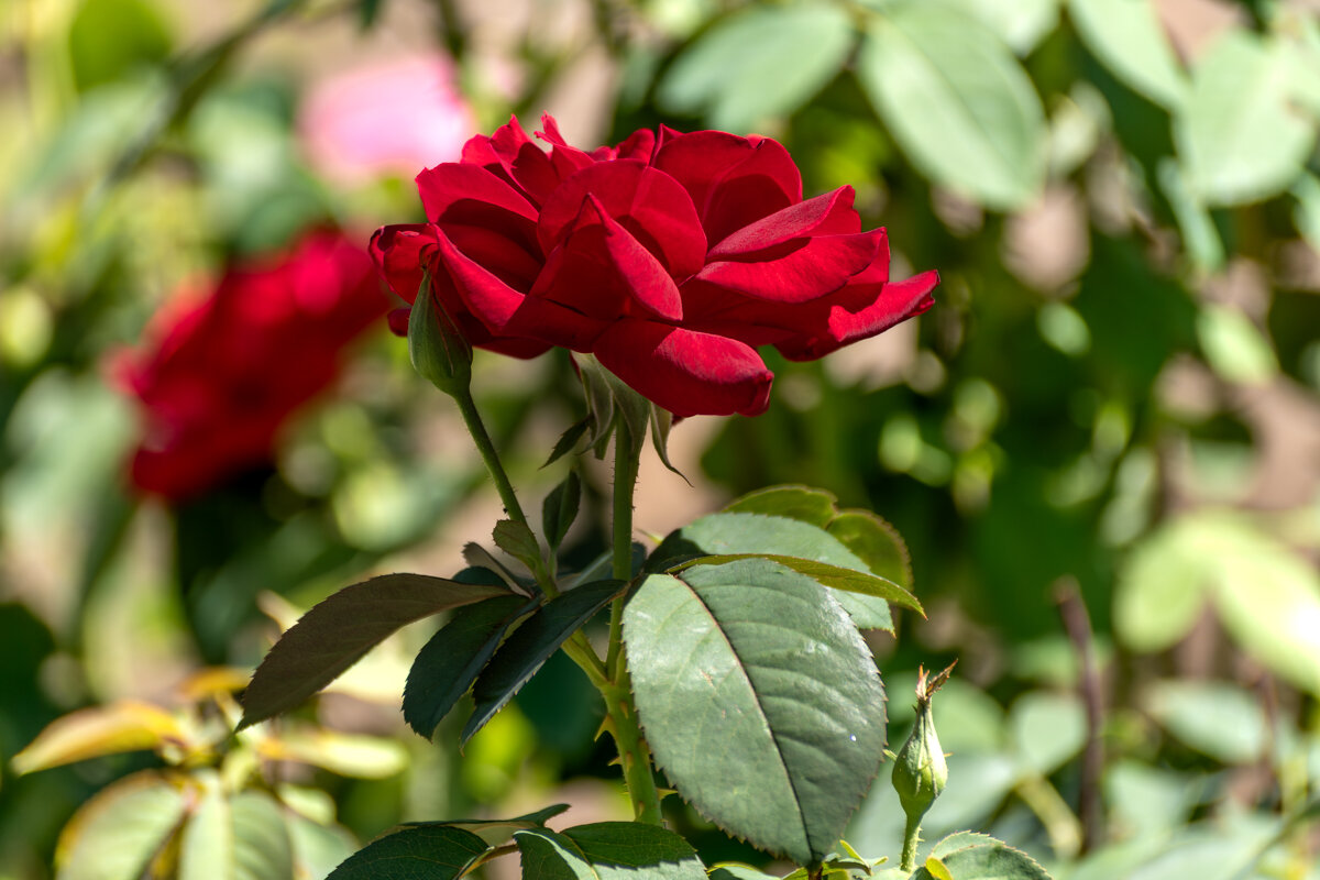 Роза - Игорь Сикорский Роза - Игорь Сикорский