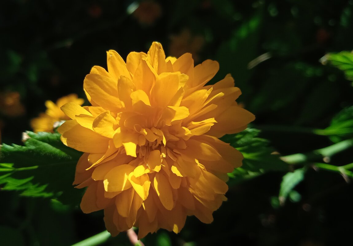 Ах, июнь ! - Елена Шаламова Ах, июнь ! - Елена Шаламова