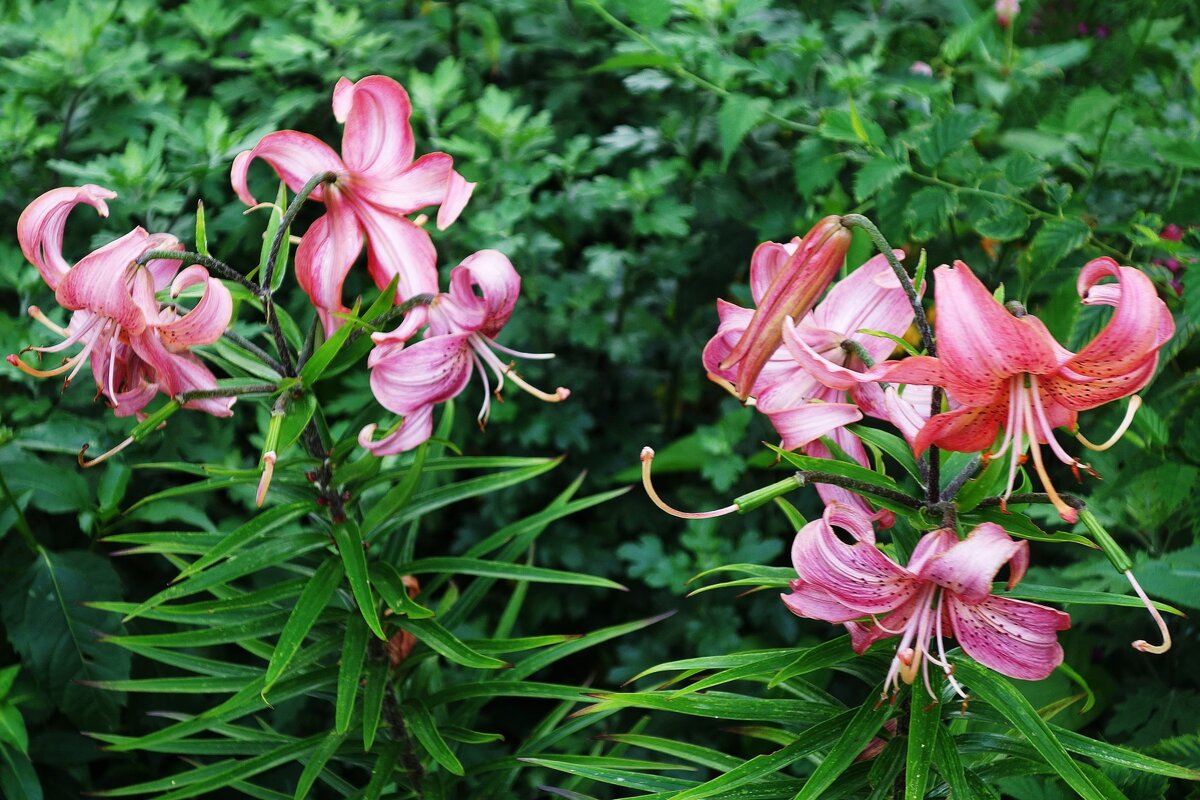 Лилия - Рита Симонова