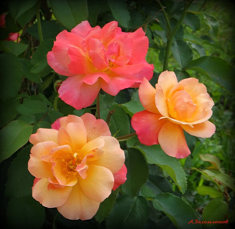 Июльские зарисовки... - Андрей Заломленков Июльские зарисовки... - Андрей Заломленков