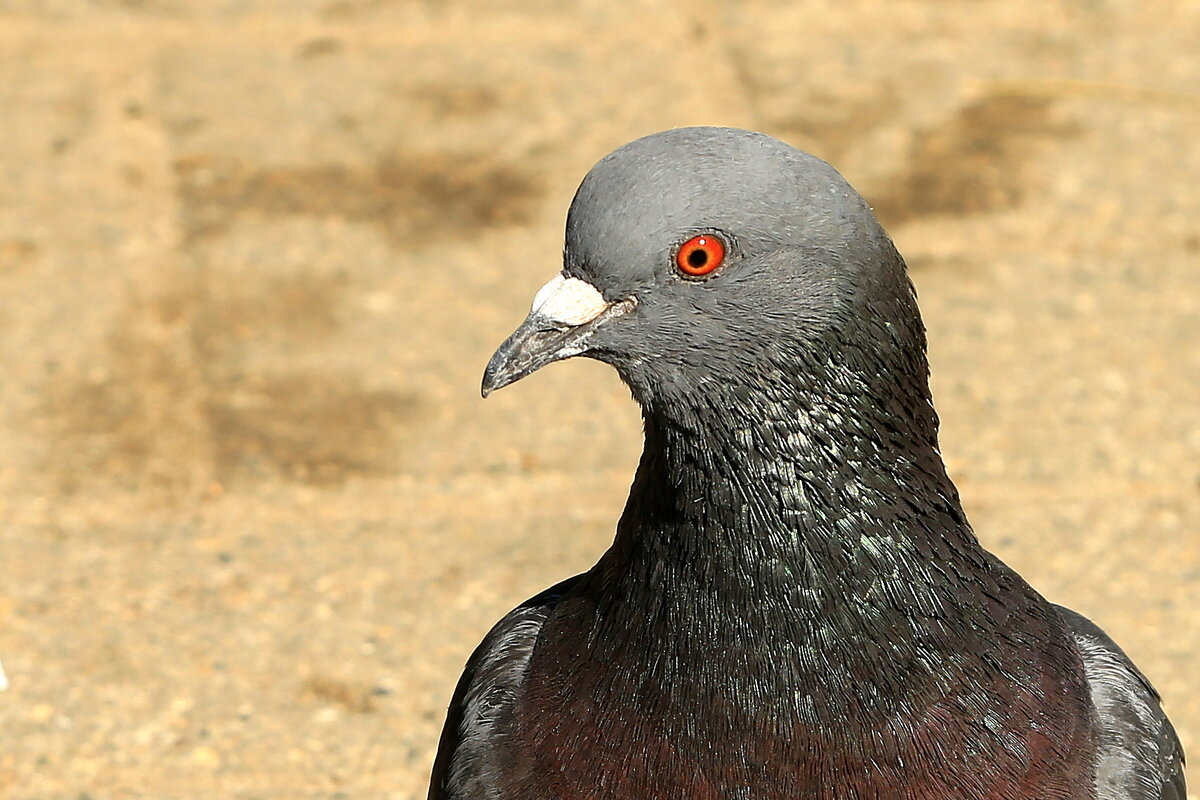 Взгляд... - Юрий Моченов Взгляд... - Юрий Моченов