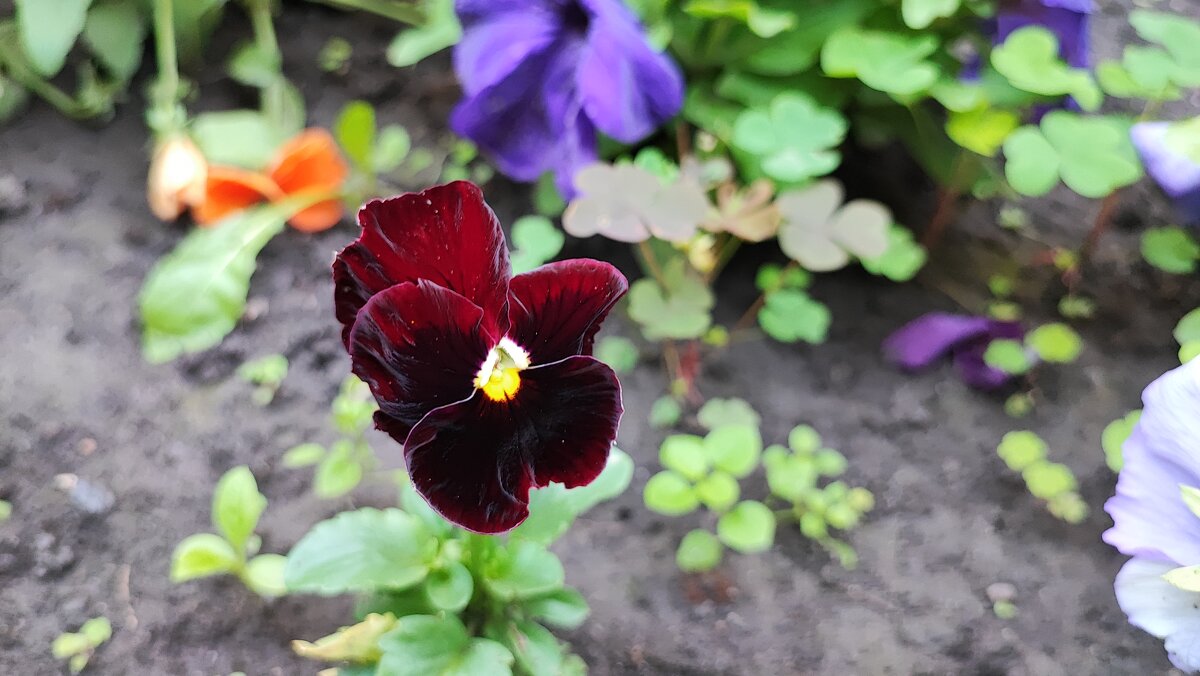 ,,, - Сергей Тимоновский