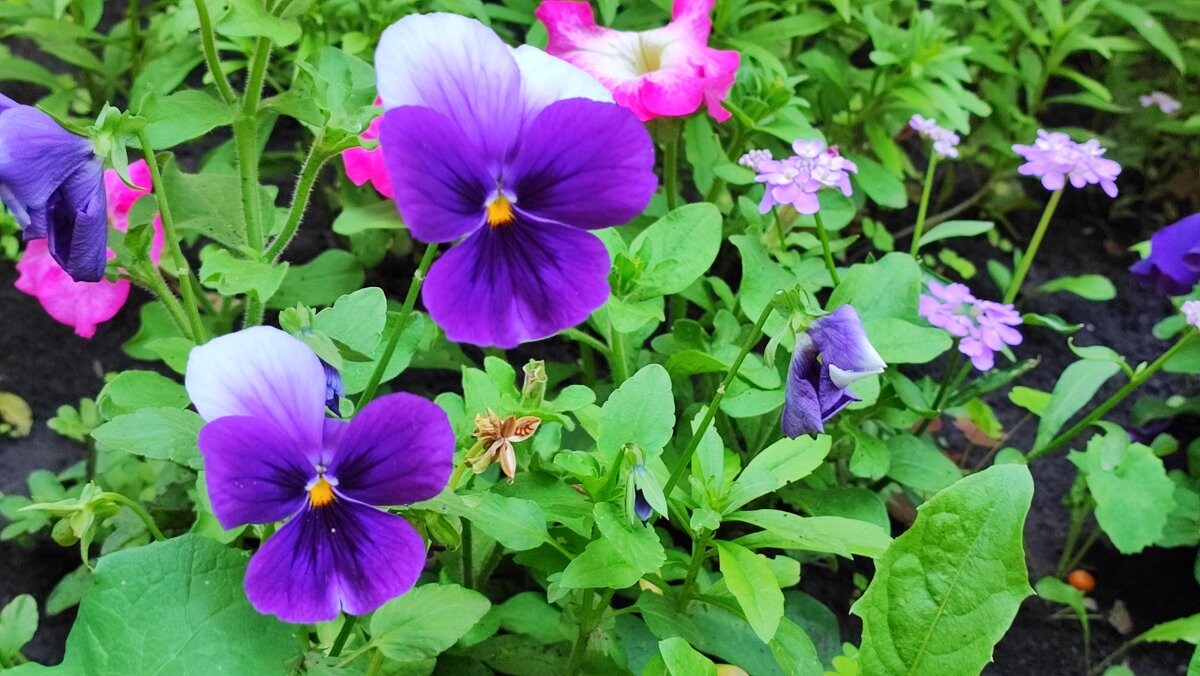 ,,, - Сергей Тимоновский