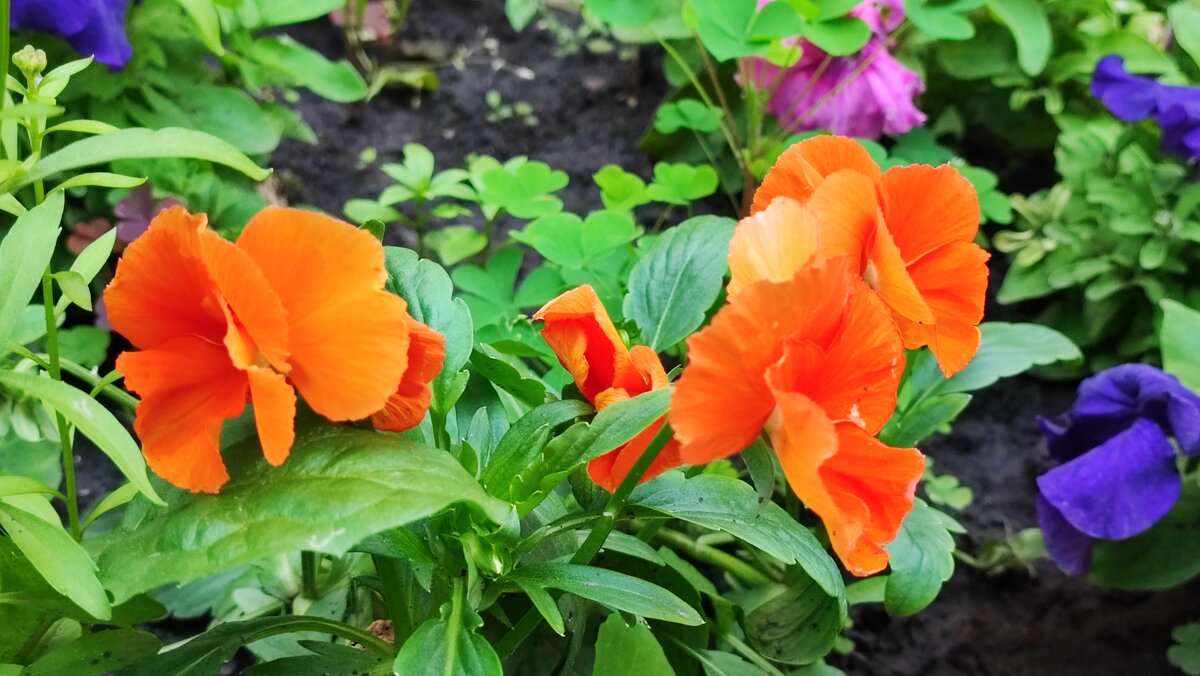 ,,, - Сергей Тимоновский