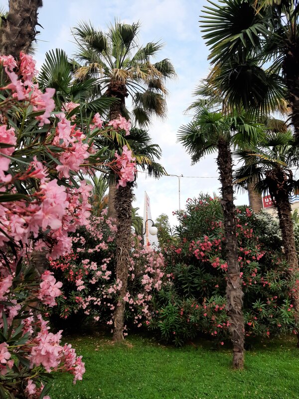 СОЧИ СЕГОДНЯ - Tata Wolf