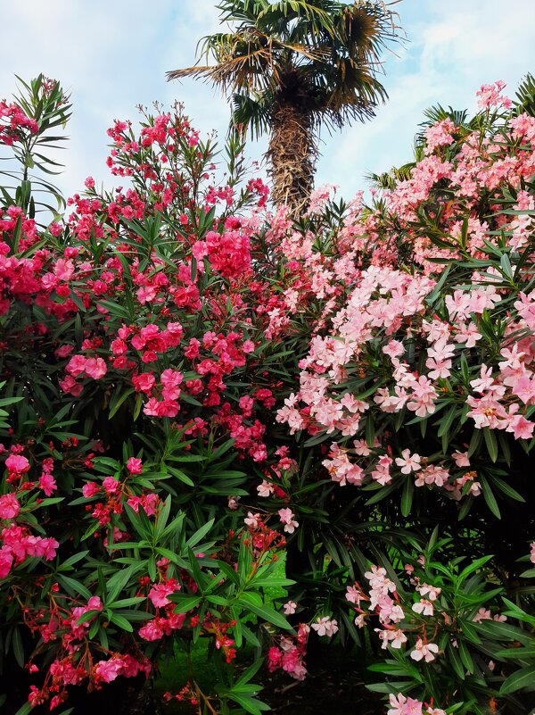 СОЧИ СЕГОДНЯ - Tata Wolf