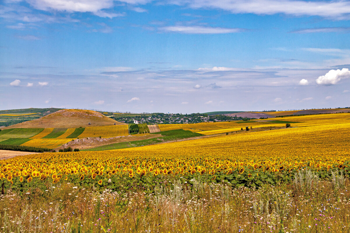"-" - Светлана Фокша "-" - Светлана Фокша