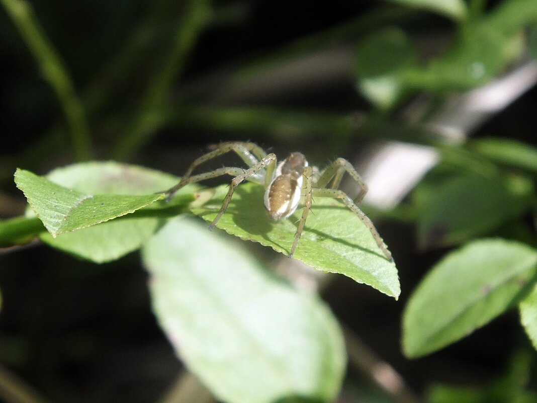 * - Зоя Мишина