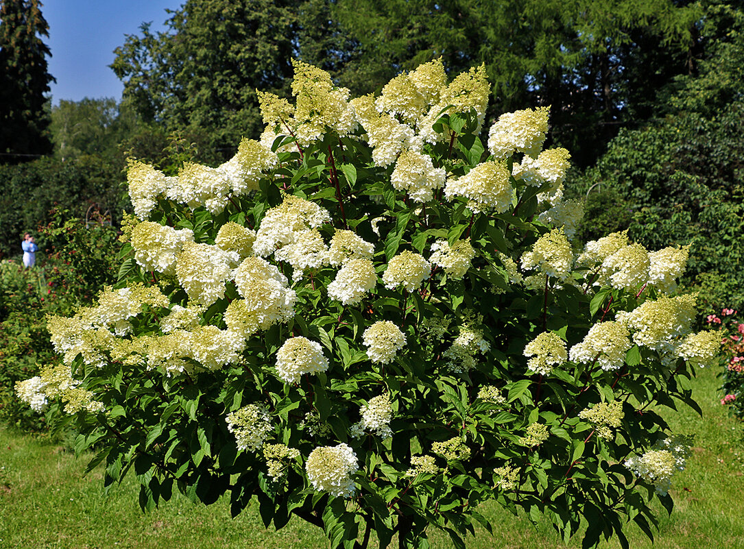 Куст гортензии (В ботаническом саду МГУ) - Светлана Куст гортензии (В ботаническом саду МГУ) - Светлана