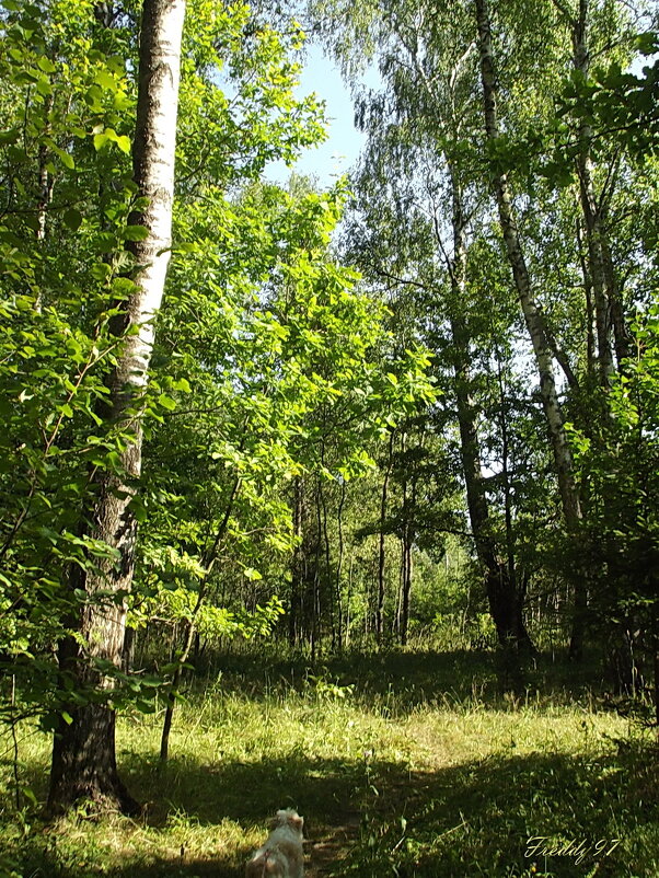 Прогулка в лесу... - Freddy 97